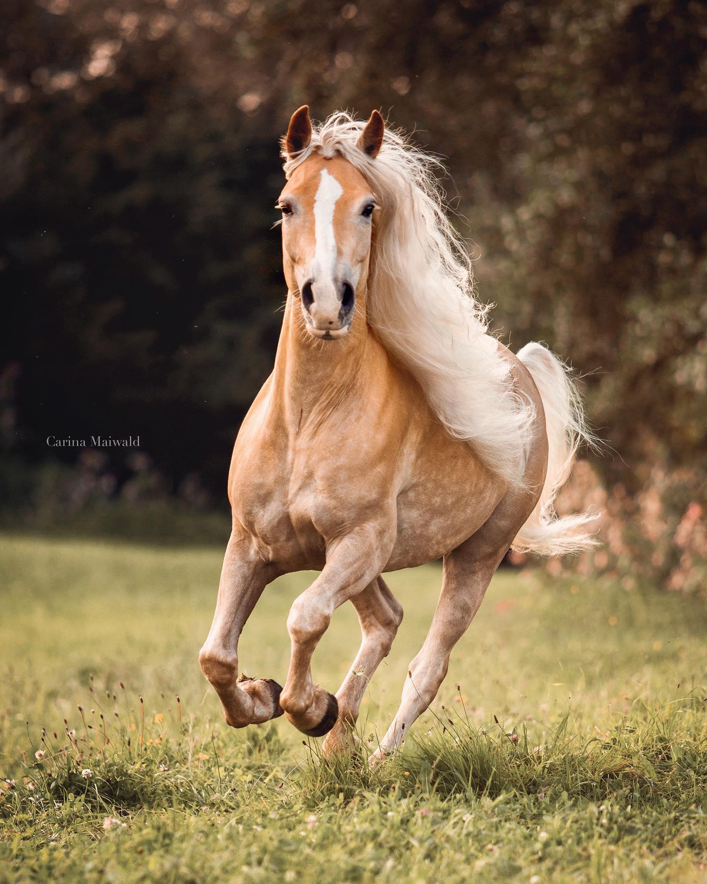 Bavaria Horse
